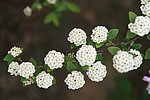沙果花