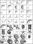 贝壳海星海螺海洋生物笔刷