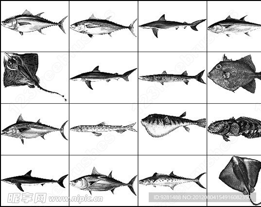多种常见海洋鱼类笔刷