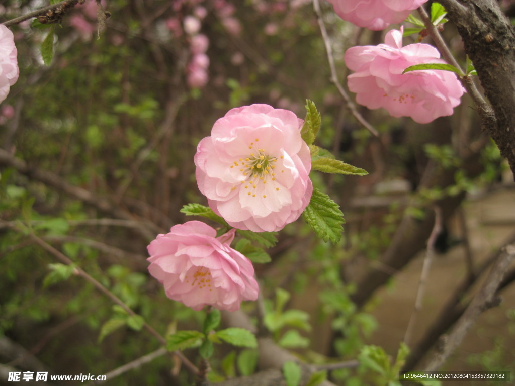 桃花
