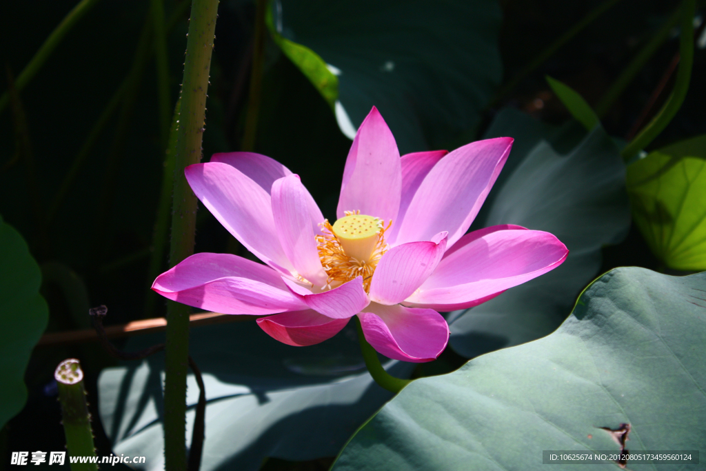 荷花