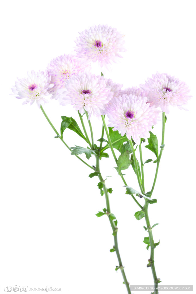 大丽菊