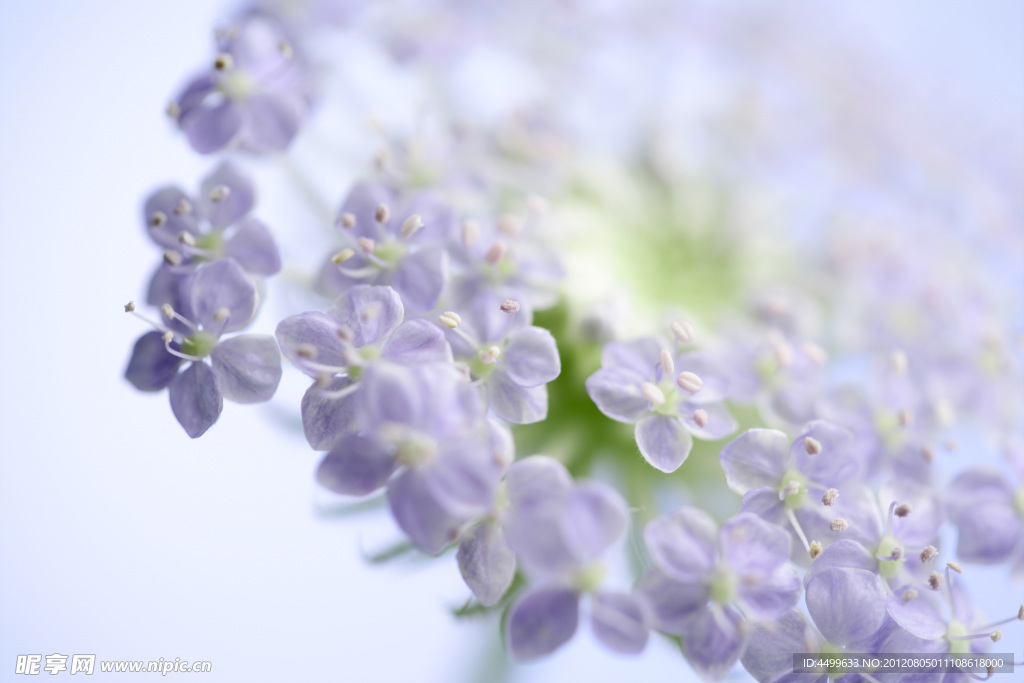 白色小花