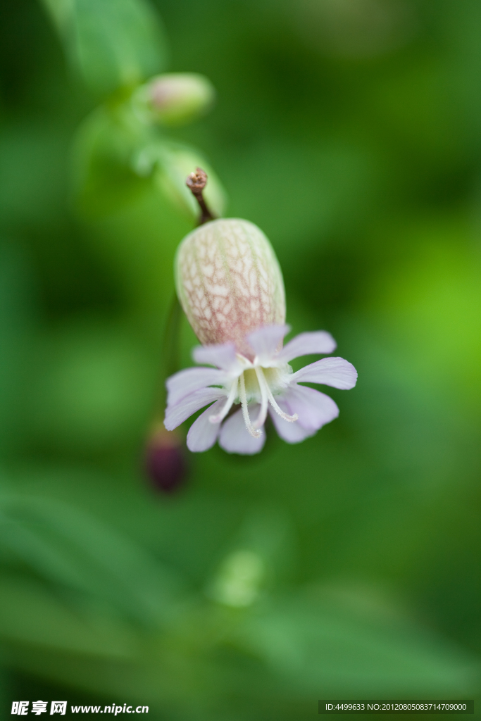倒挂白花 鲜花背景