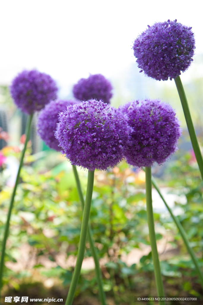 紫球花 鲜花背景