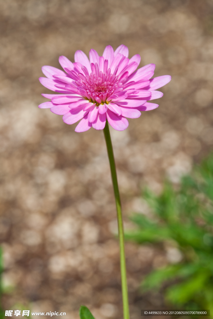 瓜片菊 鲜花背景