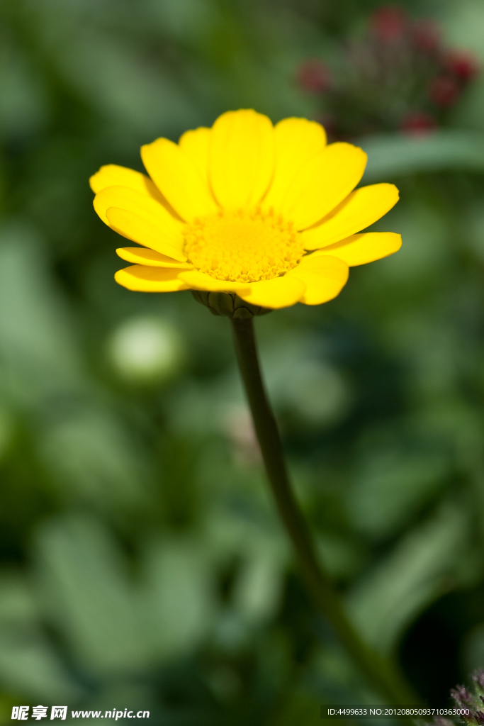 菊花 鲜花背景