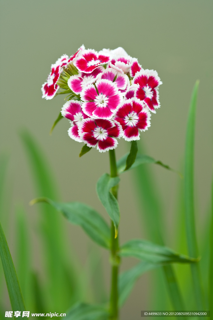 石竹花 鲜花背景