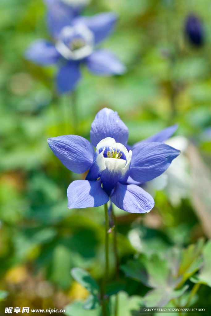 蓝舌花