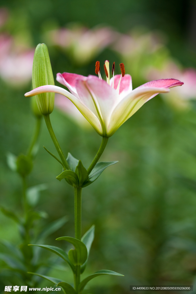 百合花 鲜花背景