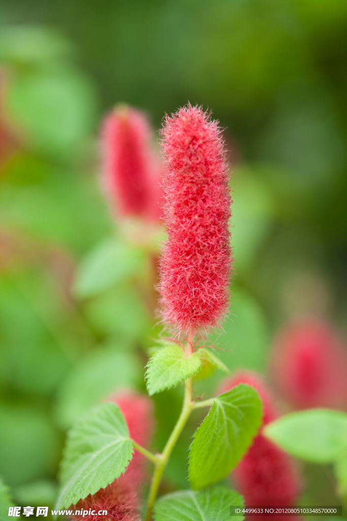 毛蕊花