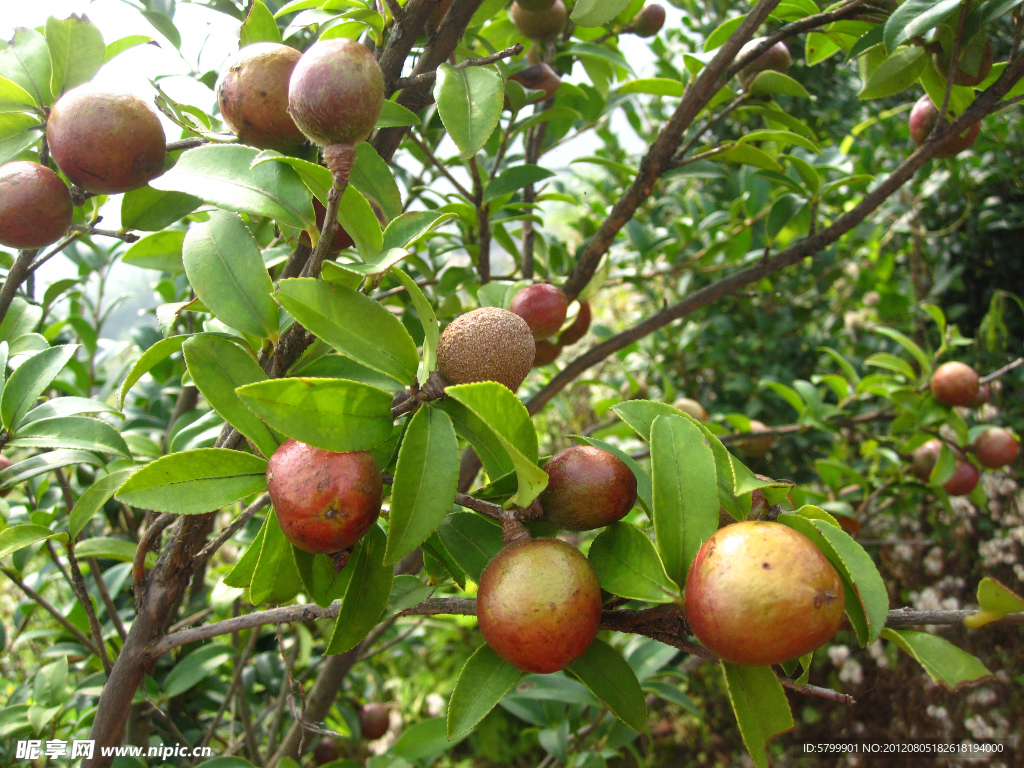 油茶果