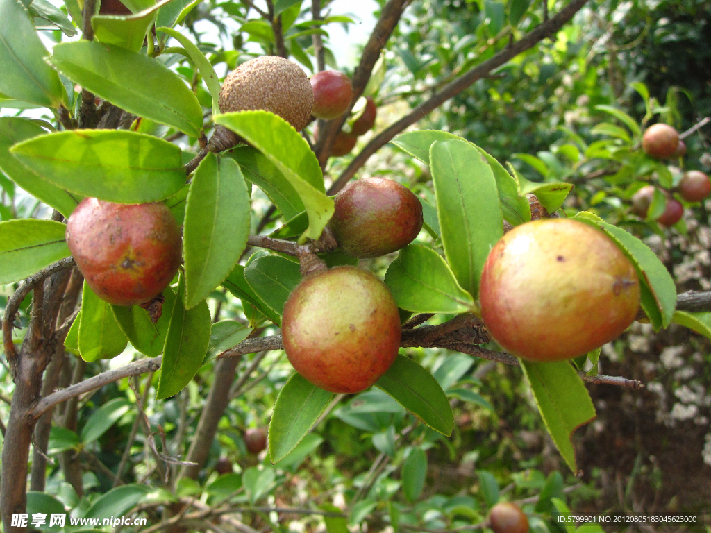 油茶果