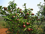 油茶树