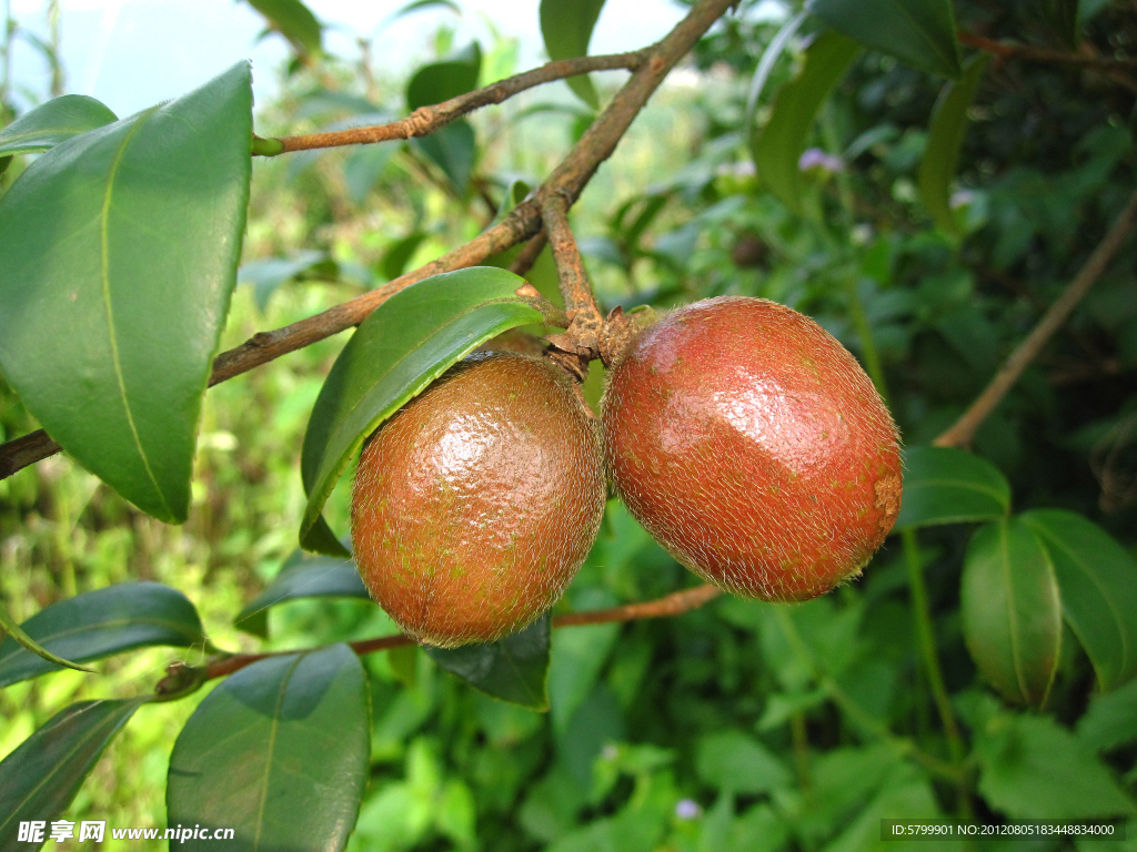 油茶果