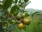 油茶果