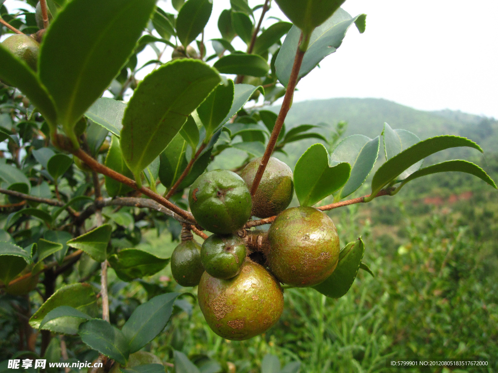 油茶果