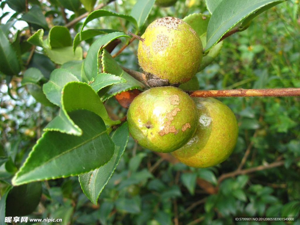 油茶果