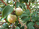 油茶果