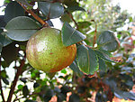 油茶果