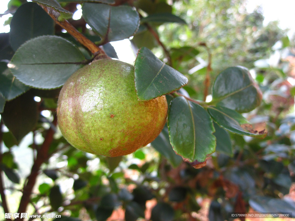 油茶果