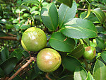 油茶果