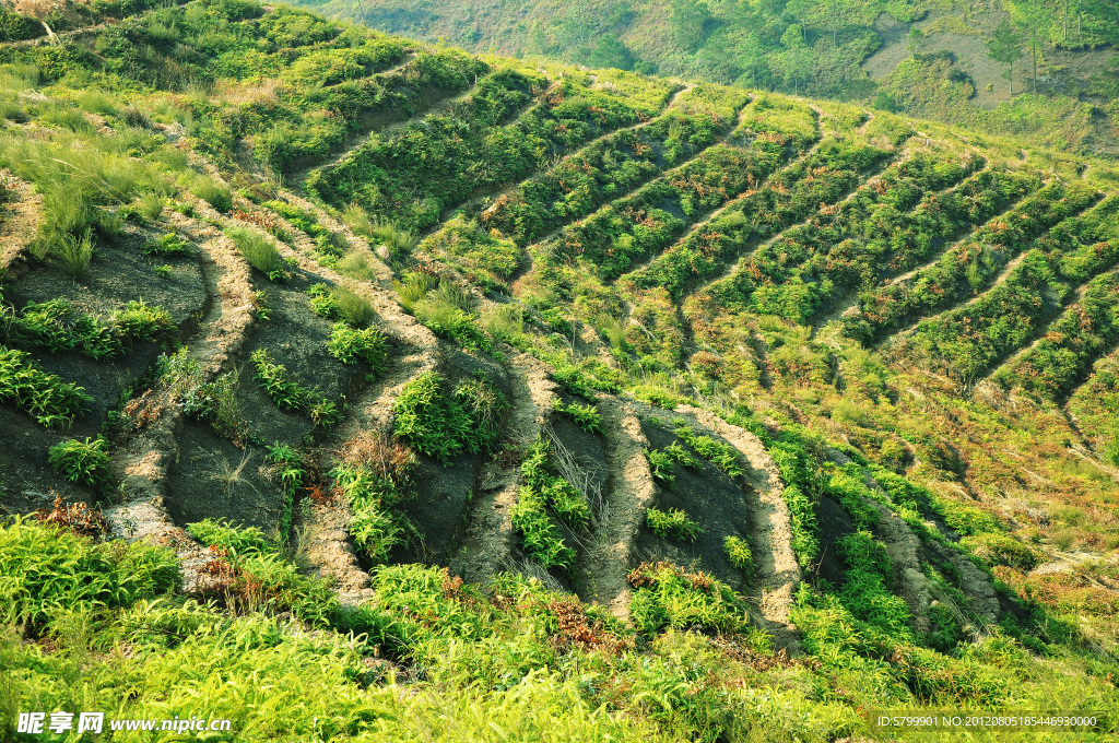 油茶山