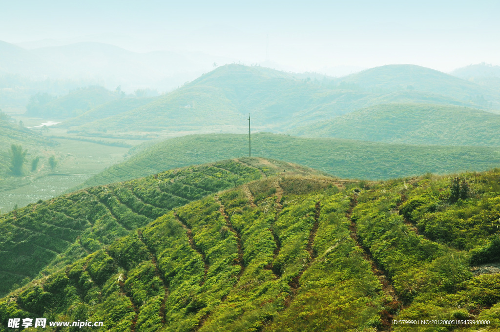 油茶山