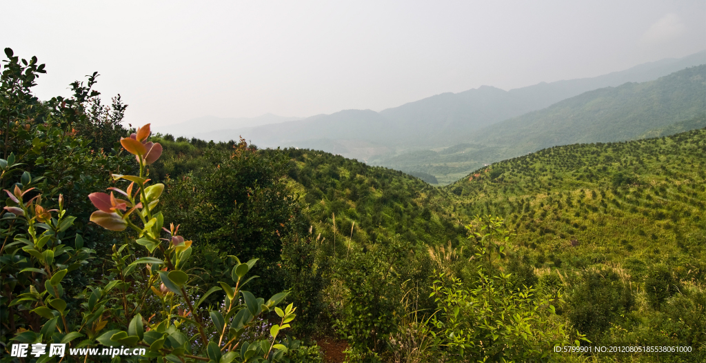 油茶山