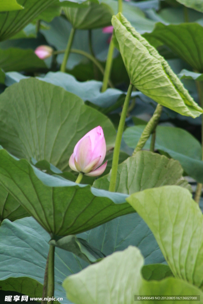 花蕾