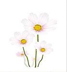 粉色心情 白花 粉色花 野菊花