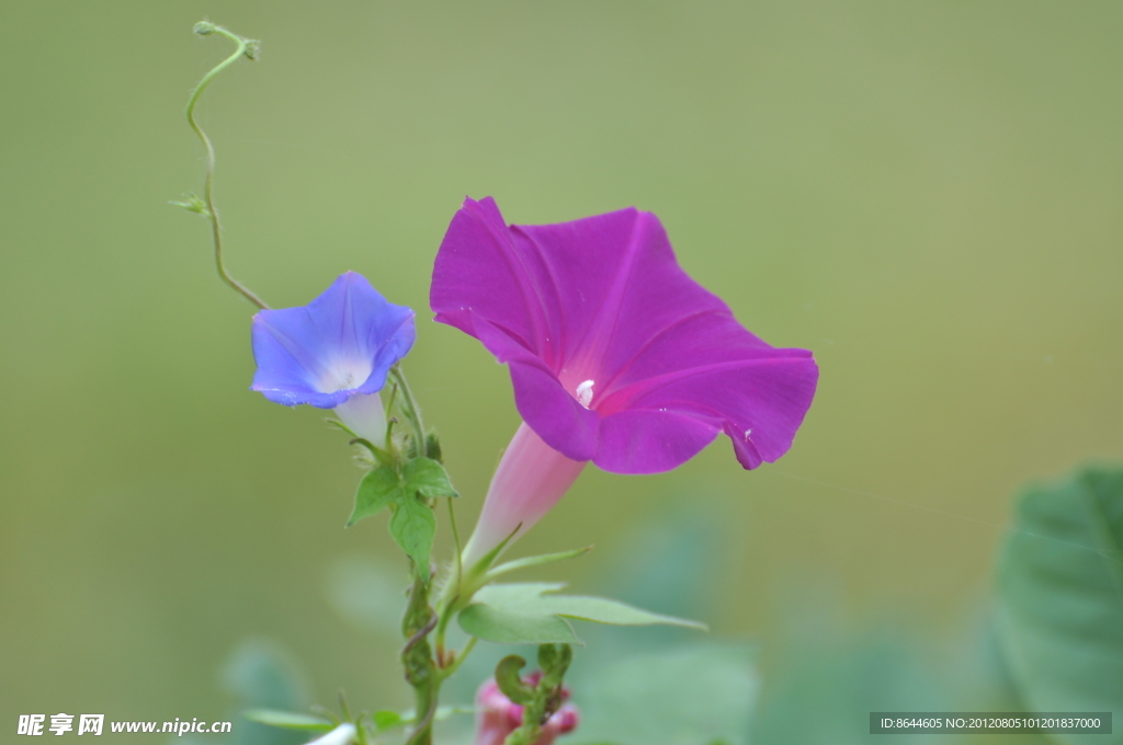 牵牛花