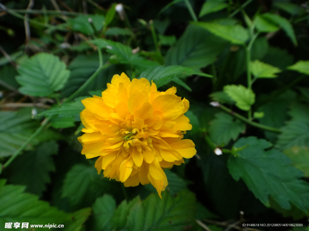 小黄花