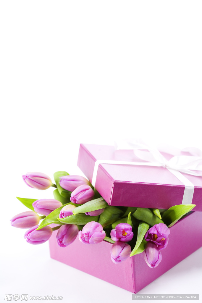 放在礼物盒里的紫色郁金香