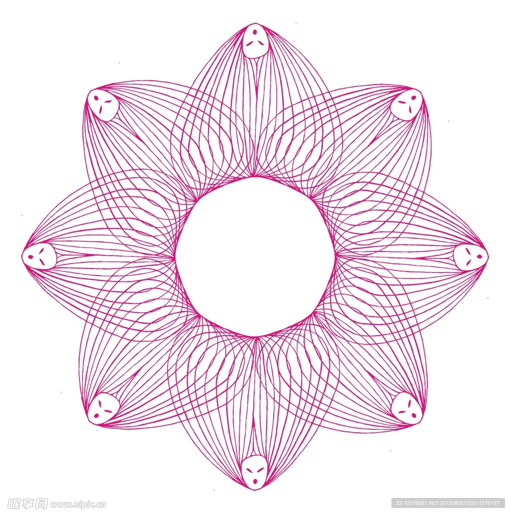 荷花 花族 花瓣 纹