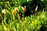 野草