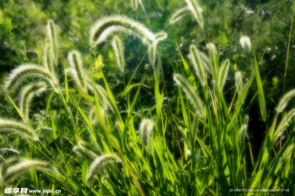 狗尾草