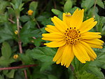 小黄花
