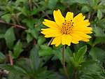 小黄花
