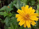 小黄花