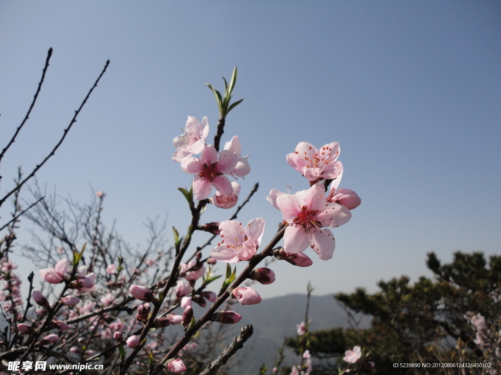 桃花