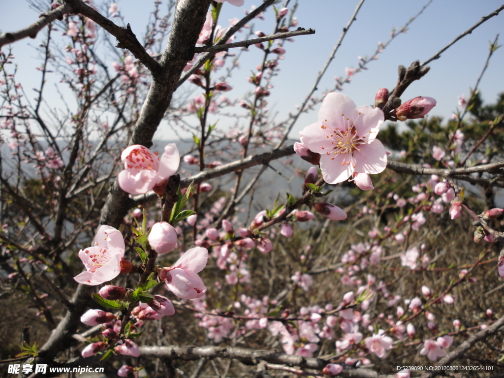 桃花