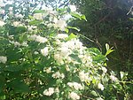野枸橘花