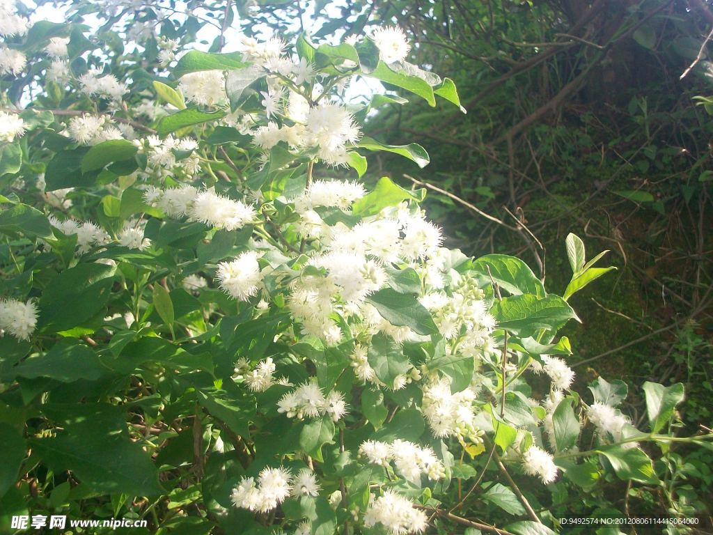 野枸橘花