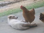 小狗与母鸡