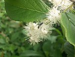 野枸橘花