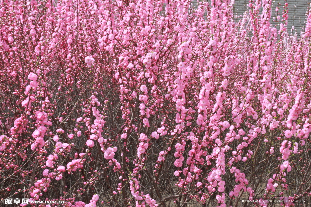 小桃红