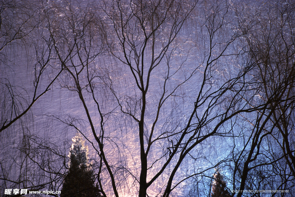 风雪树影