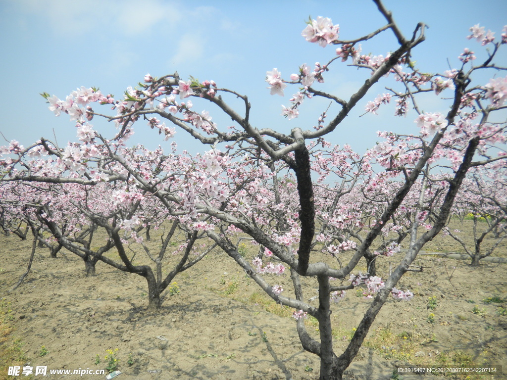 桃花