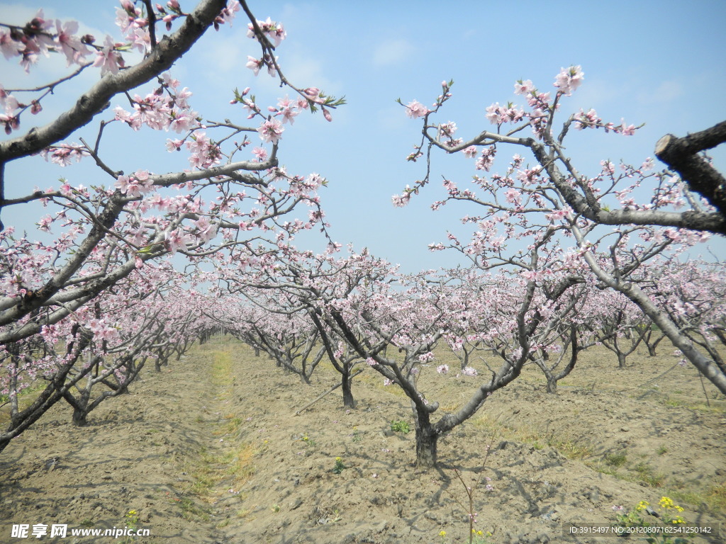 桃花